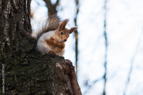 Squirrel sits on a tree branch
