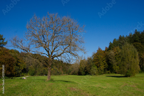 Herbstlicher Baum auf einer Wiese umgeben von Wald
