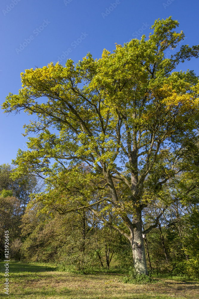 Mächtiger Baum auf einer grünen Wiese Mächtiger Baum auf einer grünen Wiese