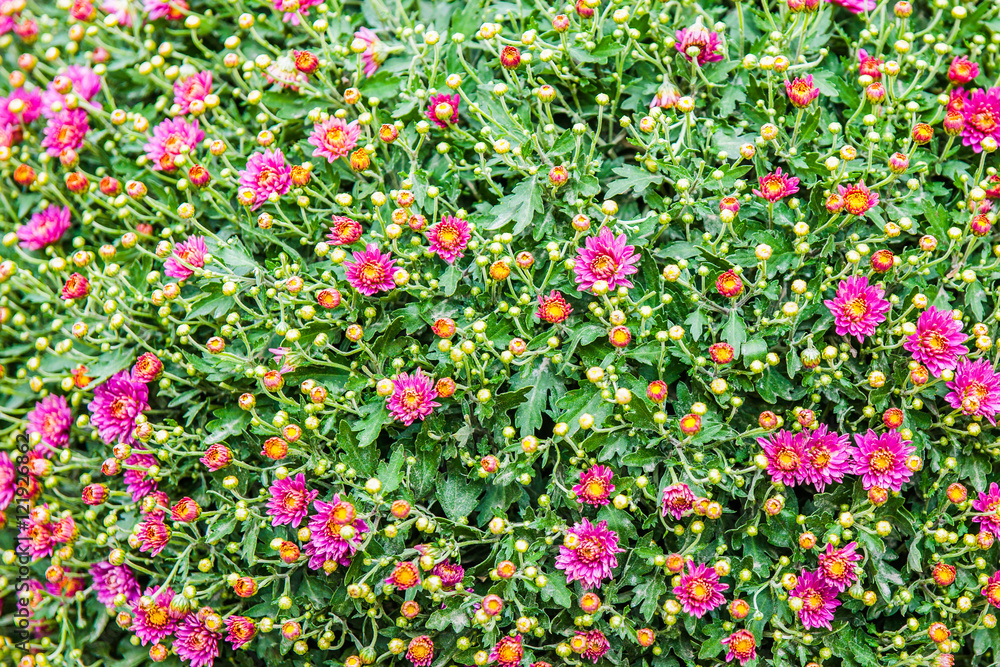 Purple flowers and green leaves