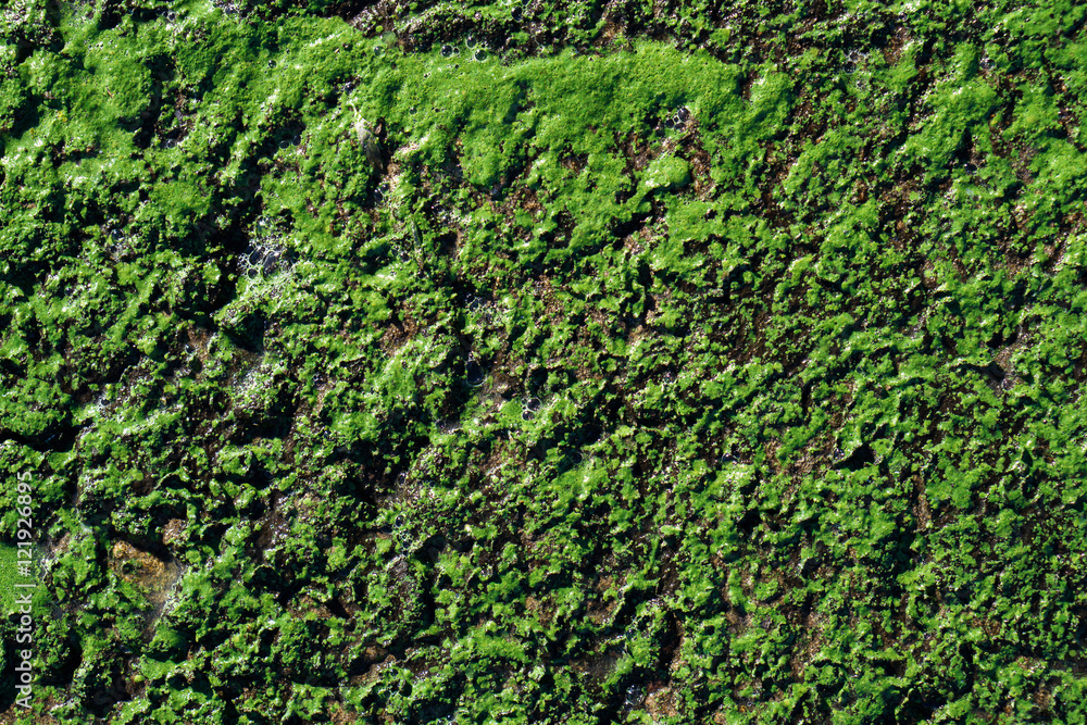 Green swamp surface macro natural texture Green swamp surface macro natural texture