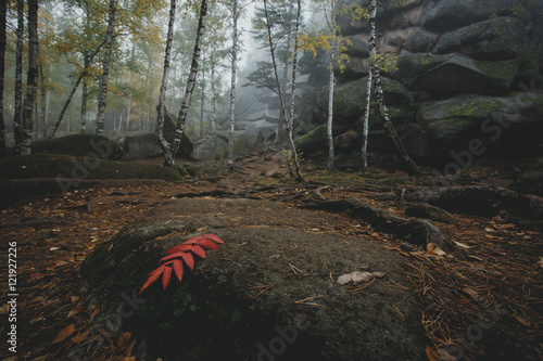 Foreground with autumn leaves. Wood and rocks in the fog. Siberi photo