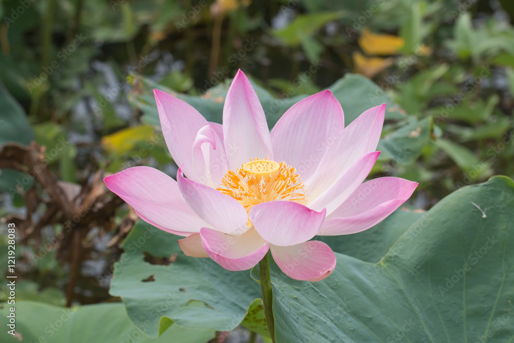 beautiful lotus beautiful lotus