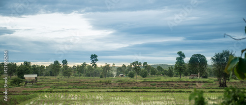 Obraz na plátně ricefield