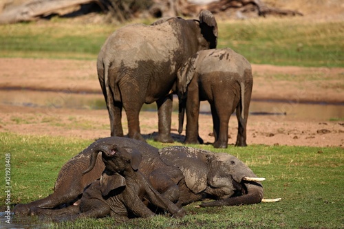 Elephants with young in the beautiful nature habitat  this is africa  african wildlife  endangered species  wild tanzania