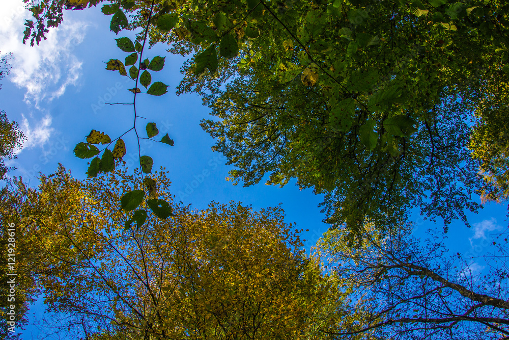 Blätterdach eines herbstlichen Laubwaldes vor blauem Himmel