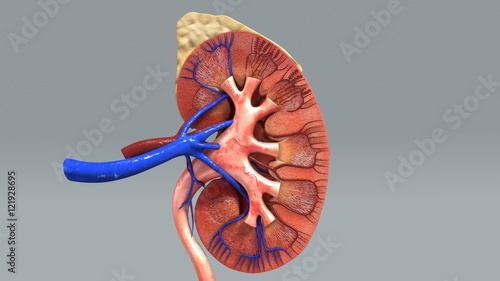 Kidney Anatomy photo