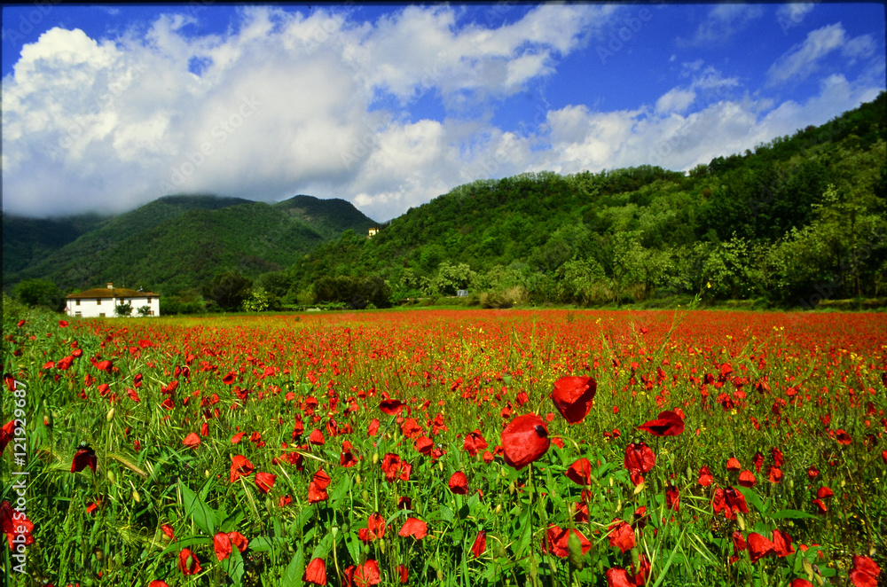 poppy field in Tuscany, Italy