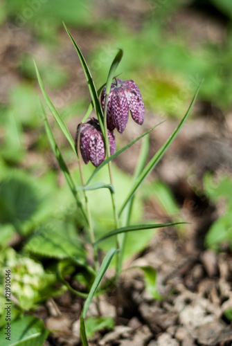 Purple Fritillary flower - Kievitsbloem photo