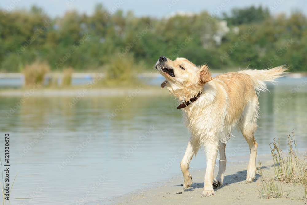 dog shakes at the lake