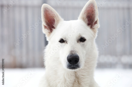 White Swiss shepherd dog winter portrait