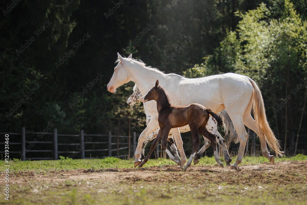 White horse and her little foal walk on the paddock White horse and her little foal walk on the paddock
