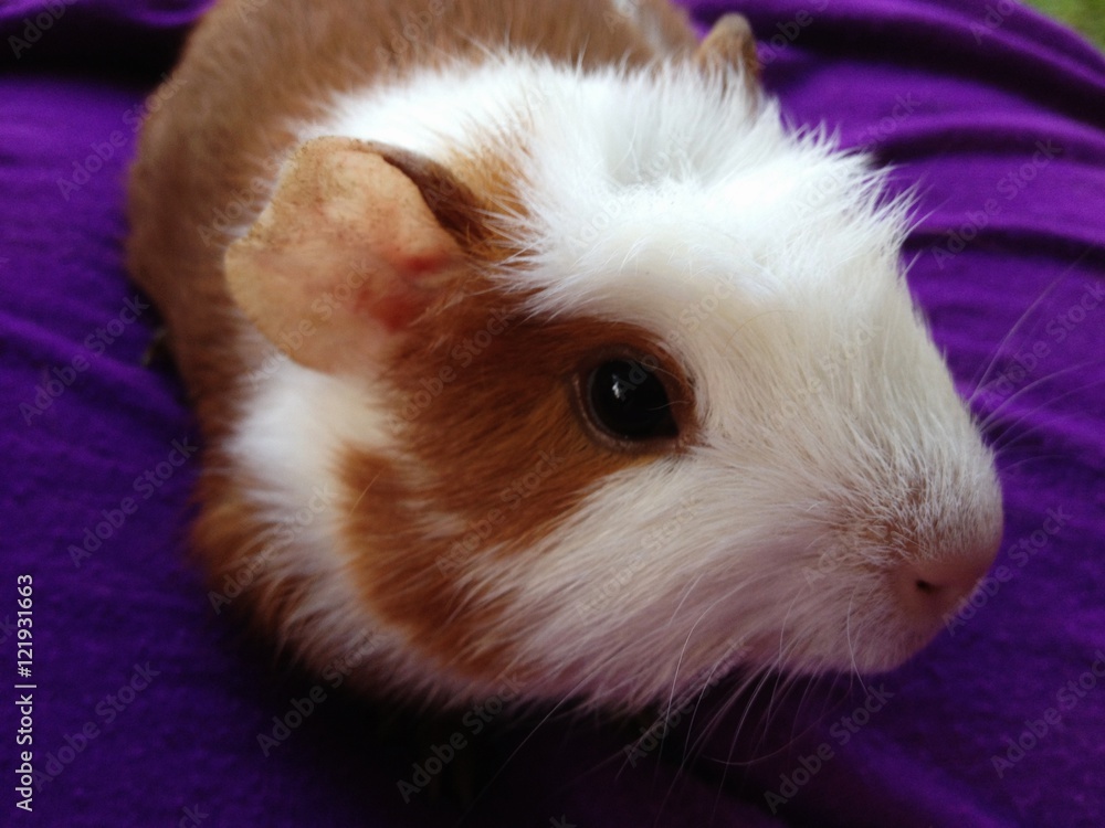 guinea pig guinea pig