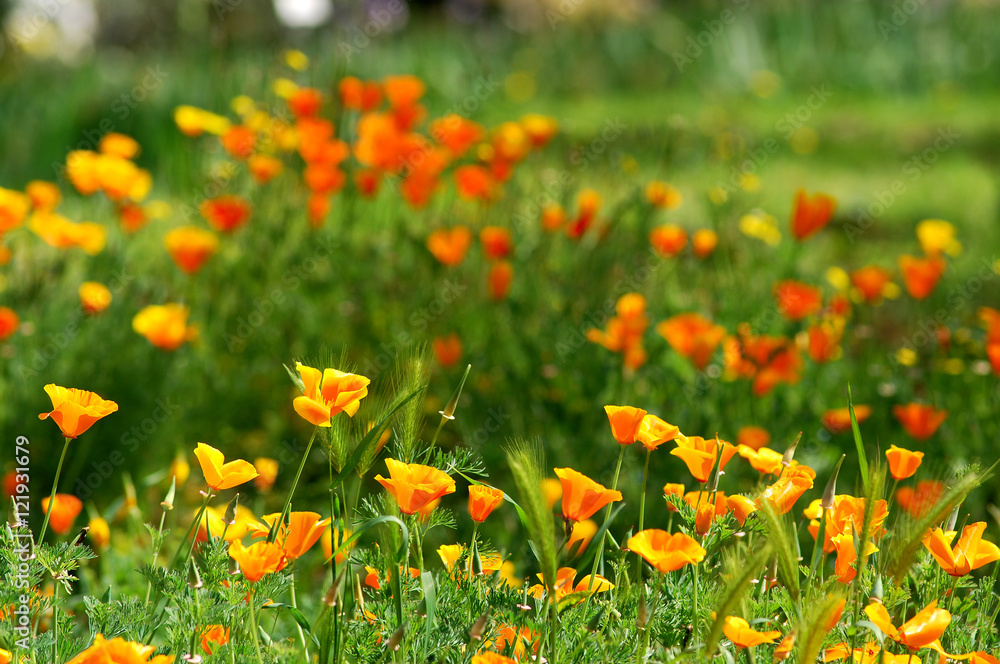 Obraz premium California Spring Orange Poppies in a garden in Florence, Tuscany, Italy