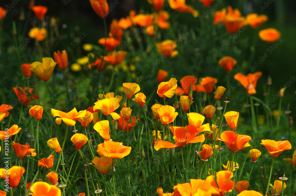 California Spring Orange Poppies in a garden in Florence, Tuscany, Italy