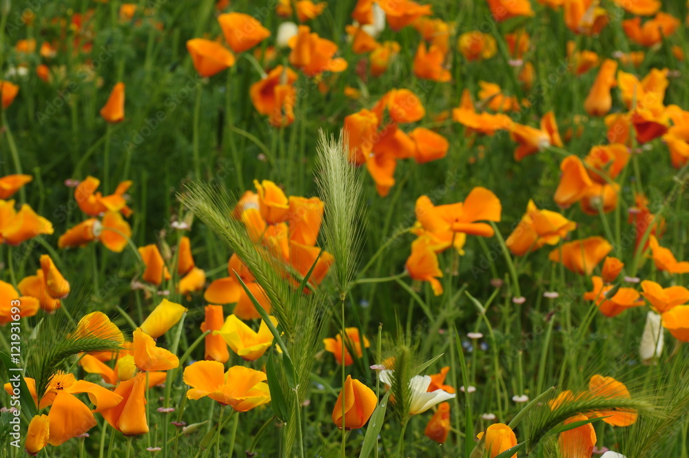 California Spring Orange Poppies in a garden in Florence, Tuscany, Italy
