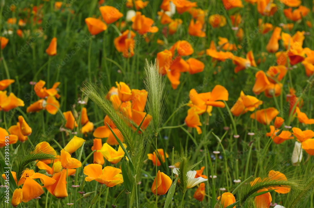 California Spring Orange Poppies in a garden in Florence, Tuscany, Italy California Spring Orange Poppies in a garden in Florence, Tuscany, Italy