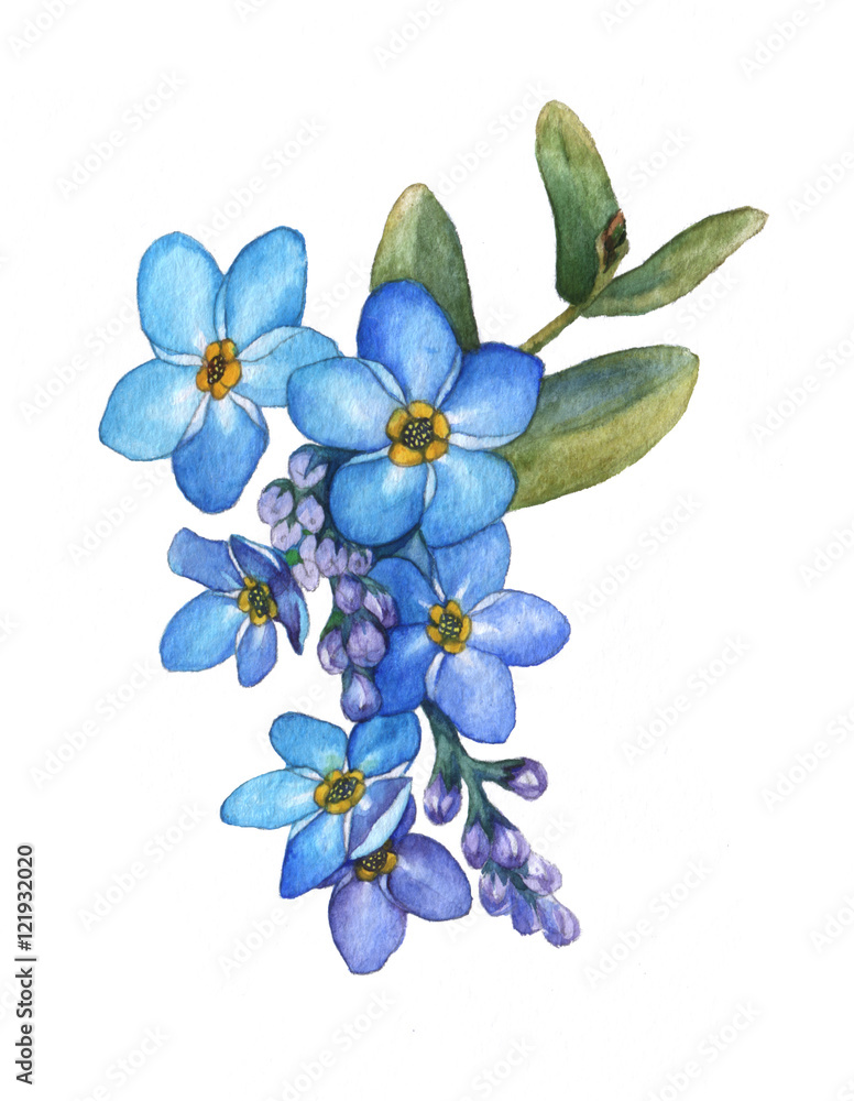 Forget Me Not Flowers Bouquet Isolated