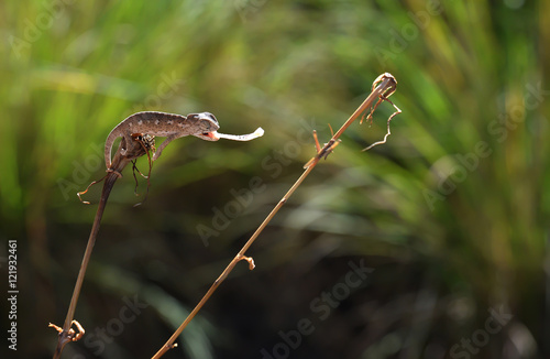 Bukalemun Safari photo