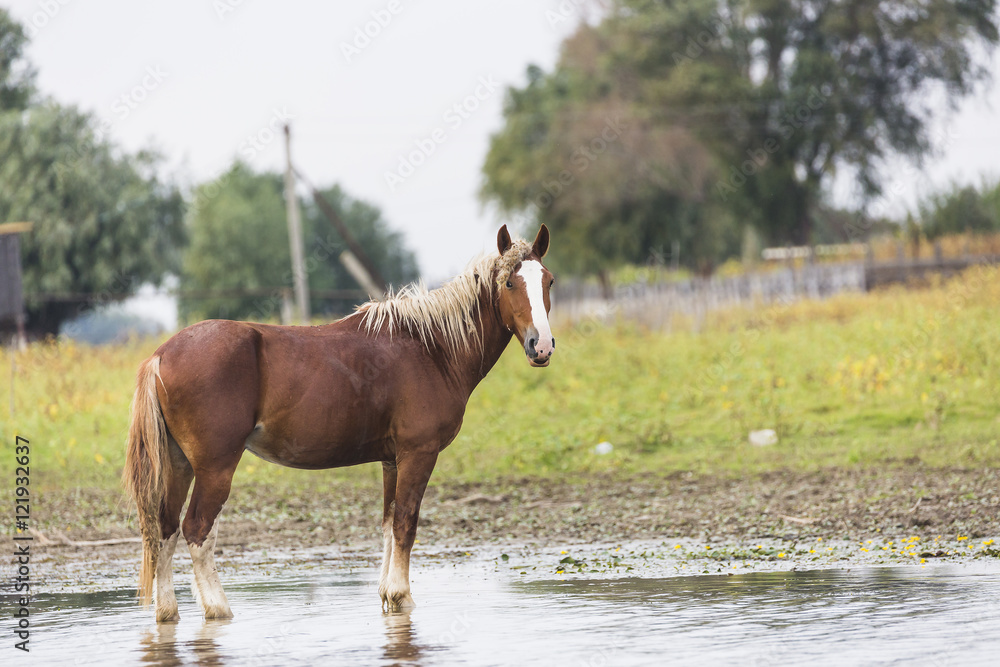 Beautiful brown horse stands in the water Beautiful brown horse stands in the water