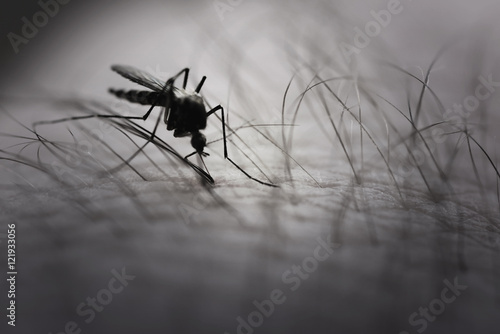 Mosquito sucking blood from human hand. Toned