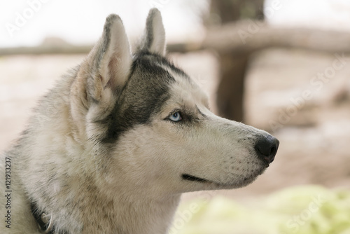 Beautiful Husky dog head with blue eyes © watman