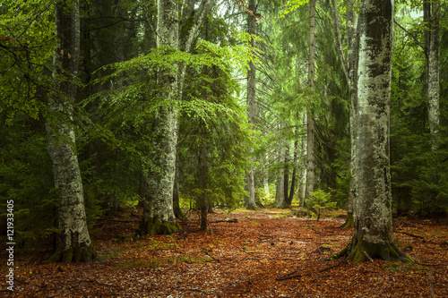 Fototapeta Naklejka Na Ścianę i Meble -  Beautiful autumn forest