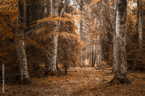 Fototapeta Naklejka Na Ścianę i Meble -  Beautiful autumn forest