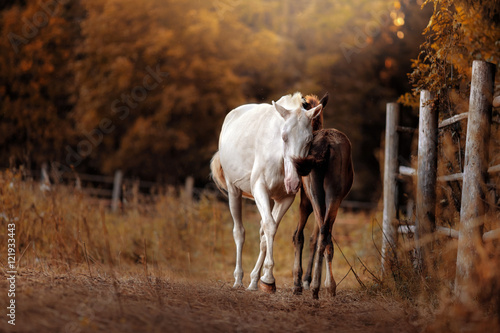 Fototapeta Naklejka Na Ścianę i Meble -  White horse and her little foal walk on the paddock in summer, in the field outdoors
