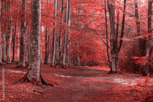 Creepy dark forest with red leaves during autumn 