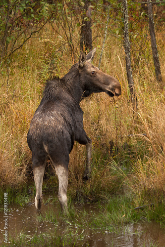 Cow moose standing in a marsh in Algonquin Park, Canada in autumn