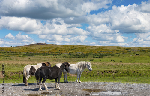 Fototapeta Naklejka Na Ścianę i Meble -  Dartmoor Ponies near Princetown, Devon, UK