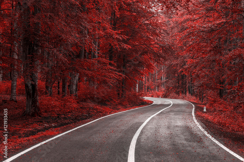Fotografie Autumn road through red leaves forest