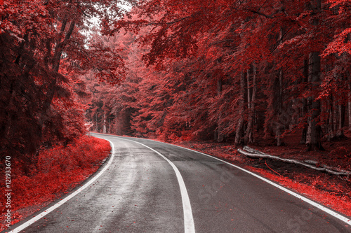 Autumn road through red leaves forest