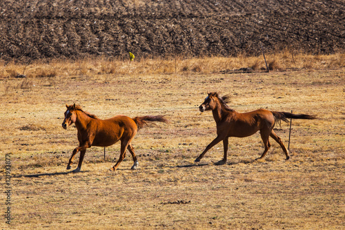 Horses racing on the field