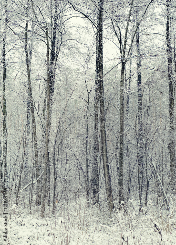 Majestic landscape with fog during a snowfall. Dramatic and picturesque wintry scene. Winter forest with snow on trees and floor