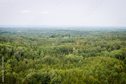 panoramic view of misty forest. far horizon © Martins Vanags