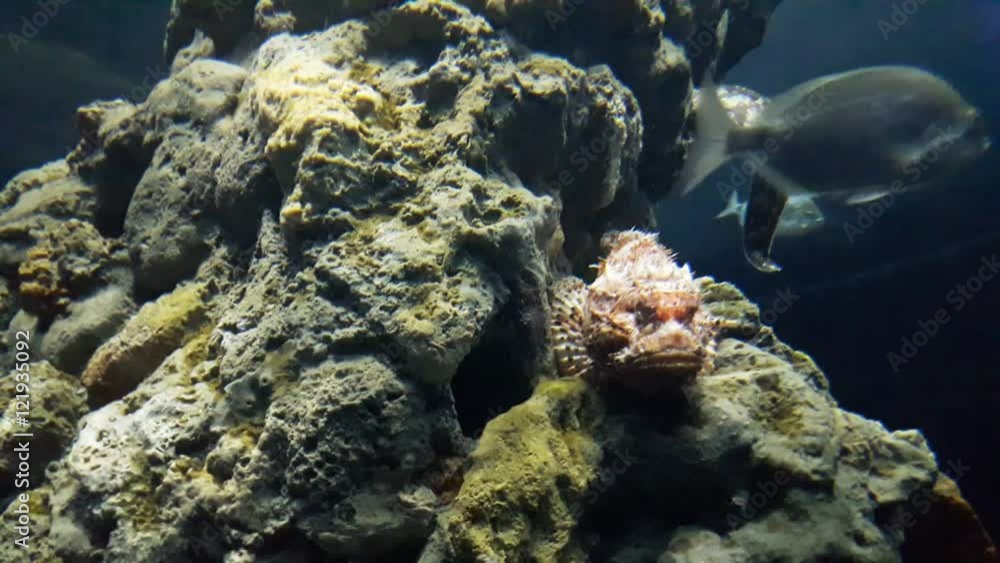 aquarium with moray eel and red fish aquarium with moray eel and red fish