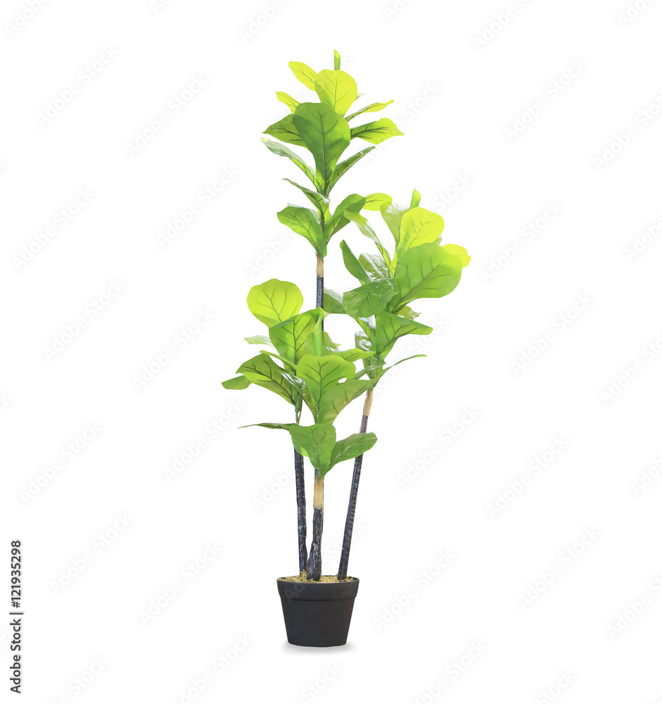 Big dracaena palm in a pot isolated over white Big dracaena palm in a pot isolated over white