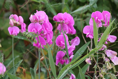 Lathyrus odoratus flowers in garden