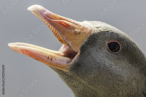 Foto Serrated bill (tomium) of a greylag goose (Anser anser)
