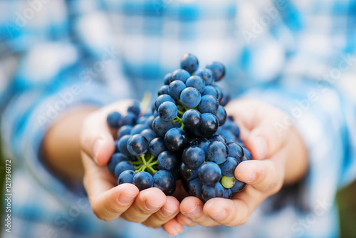 Hands of unrecognizable woman holding bunch of blue grapes