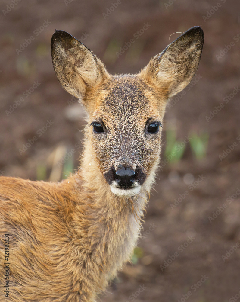 Fototapeta premium Roe deer