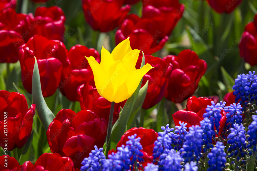 bed of tulips growing in spring garden tulips bed of tulips growing in spring garden tulips