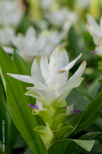 Siam Tulip