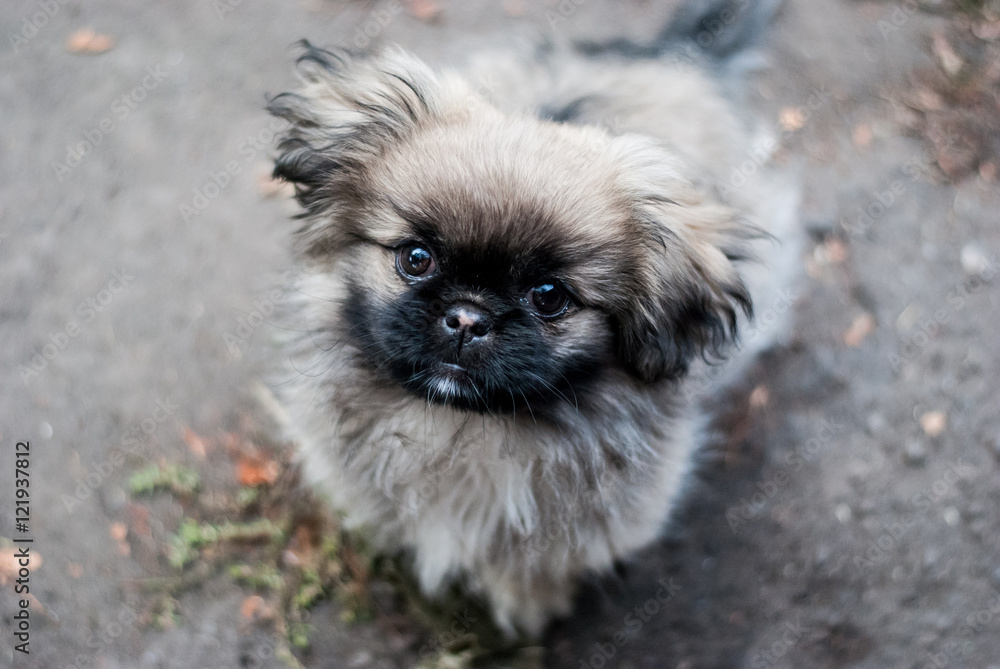 Beautiful cute puppy breed Pekingese Beautiful cute puppy breed Pekingese
