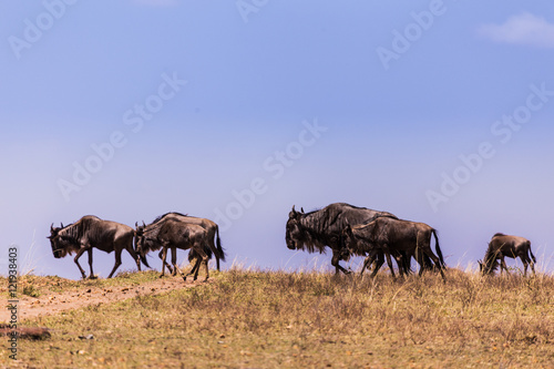 wildebeest in Masai Mara Kenya