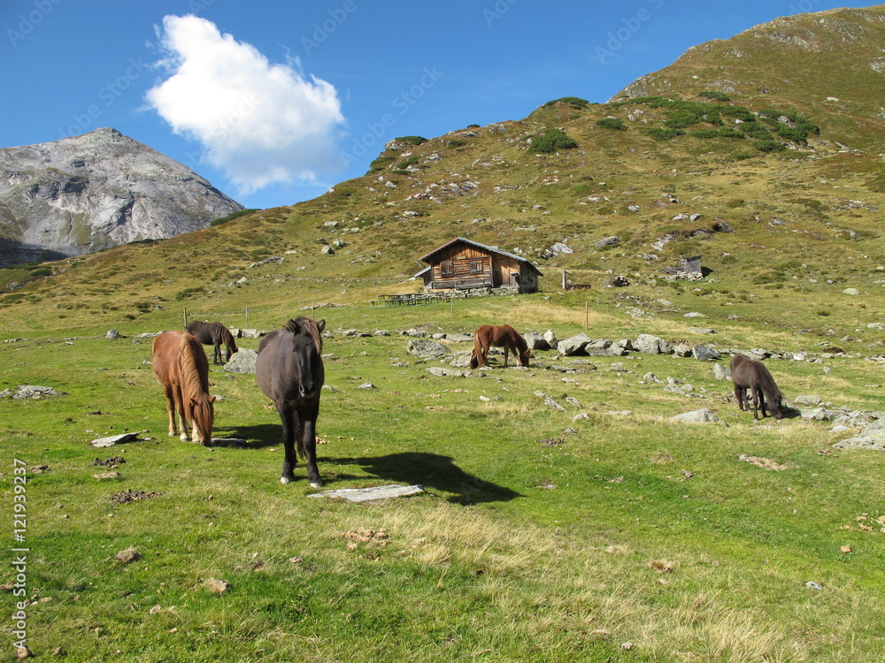 Fototapeta premium islandpferde auf der alm