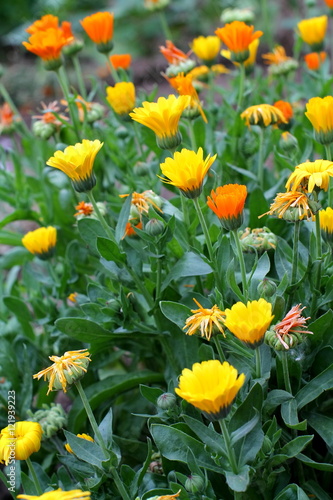 Field of yellow marigold.