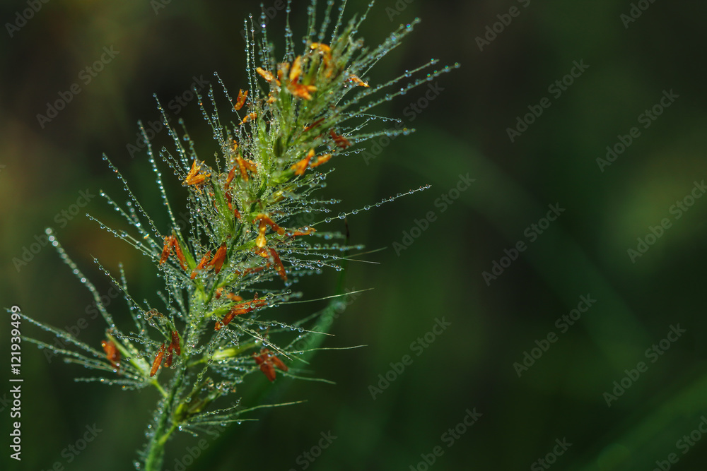 Water drops on grass flowers with nature background Water drops on grass flowers with nature background